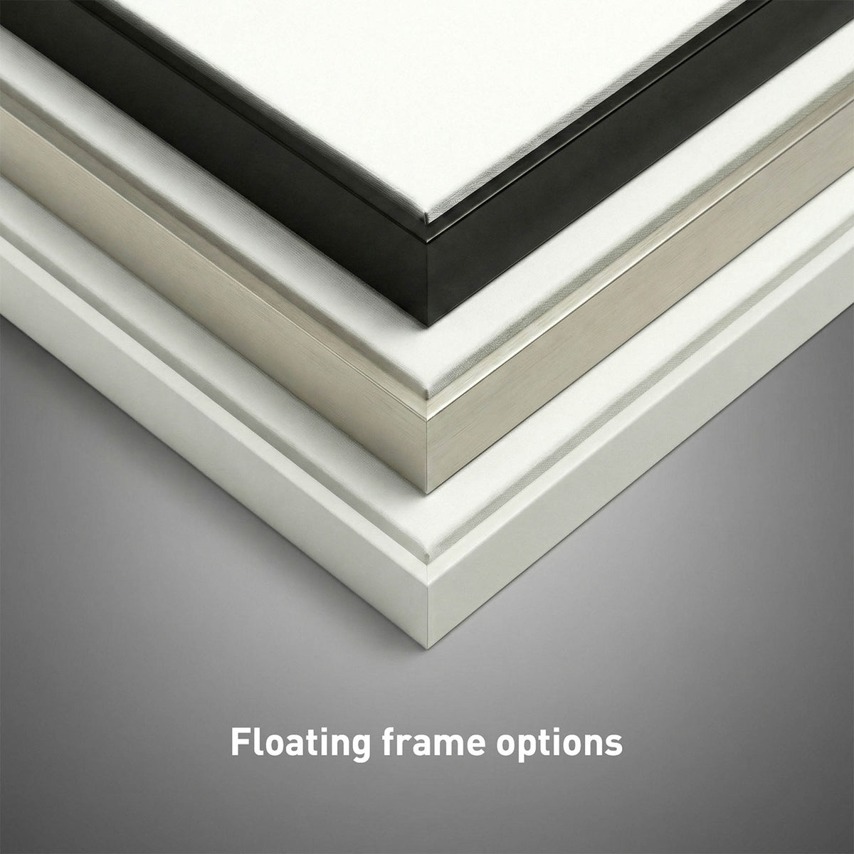 Plum Anemone