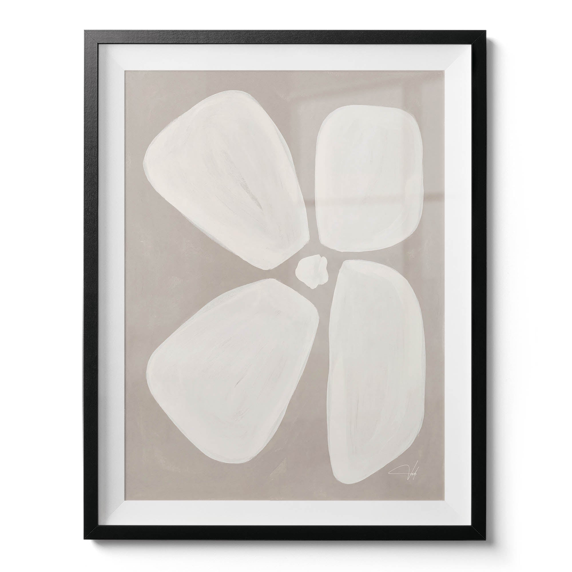 Dove Anemone