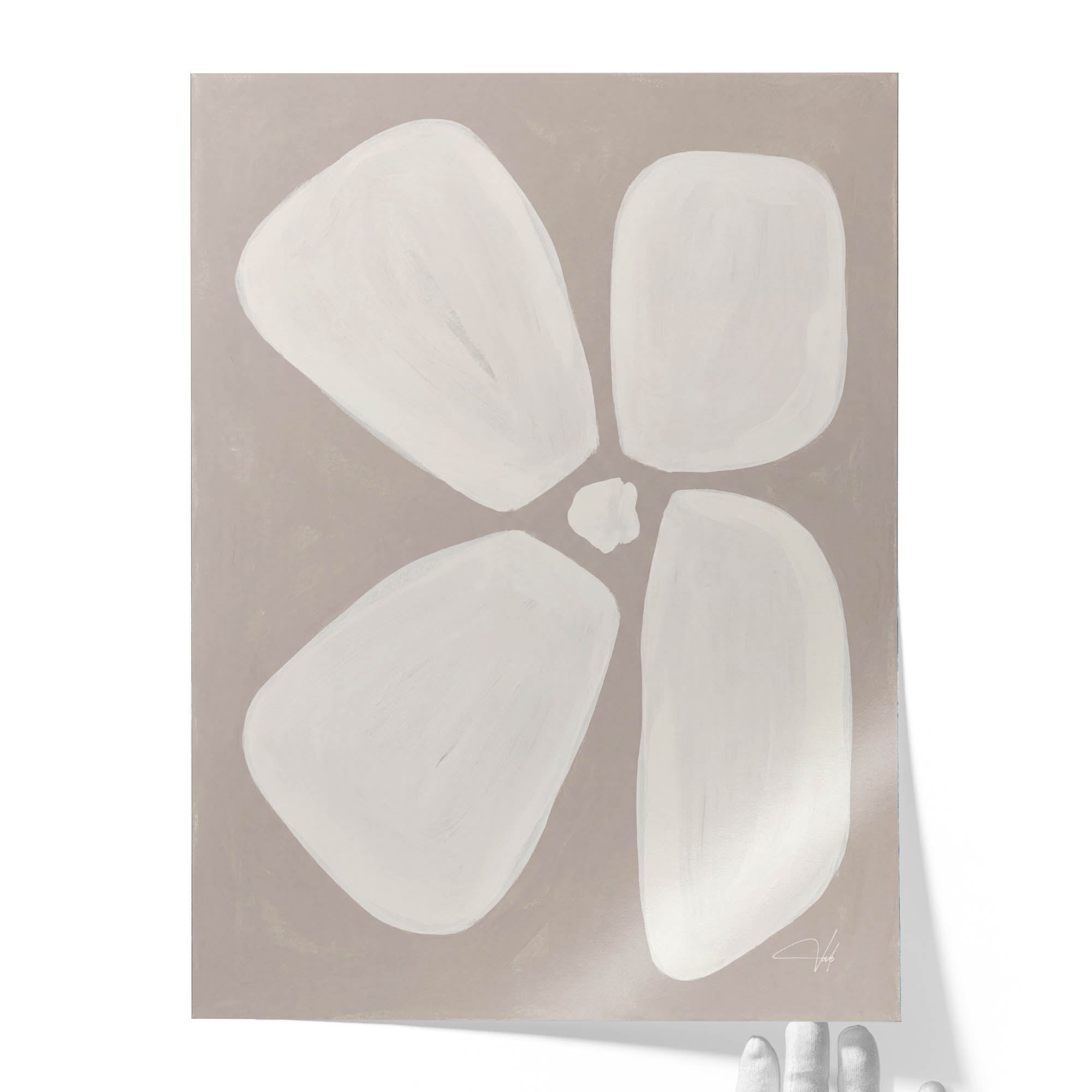 Dove Anemone