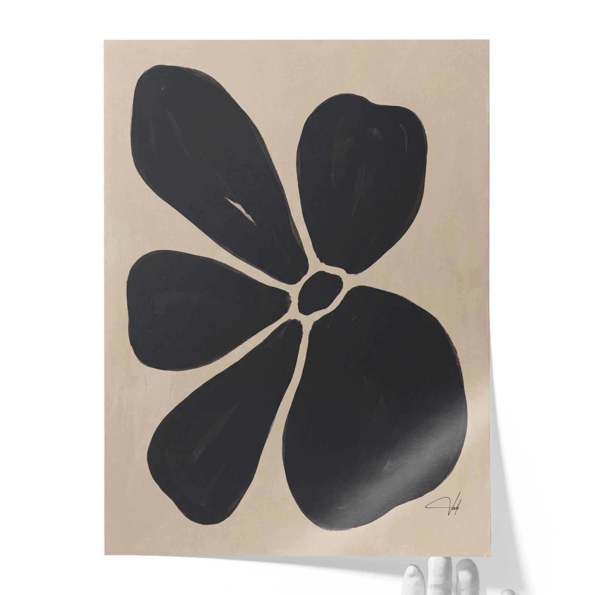 Charcoal Anemone